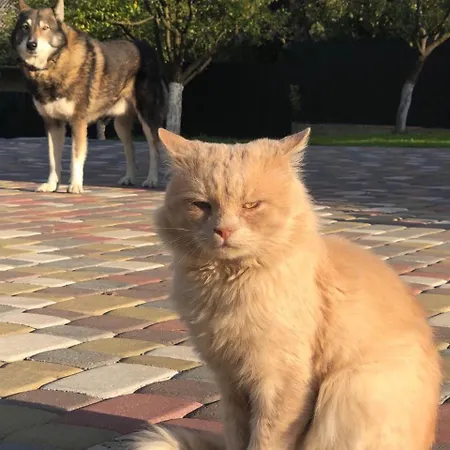 Apartment у миколи *